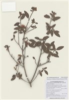 藏品(紅毛杜鵑)的圖片